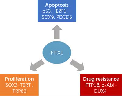 PITX1 plays essential functions in cancer